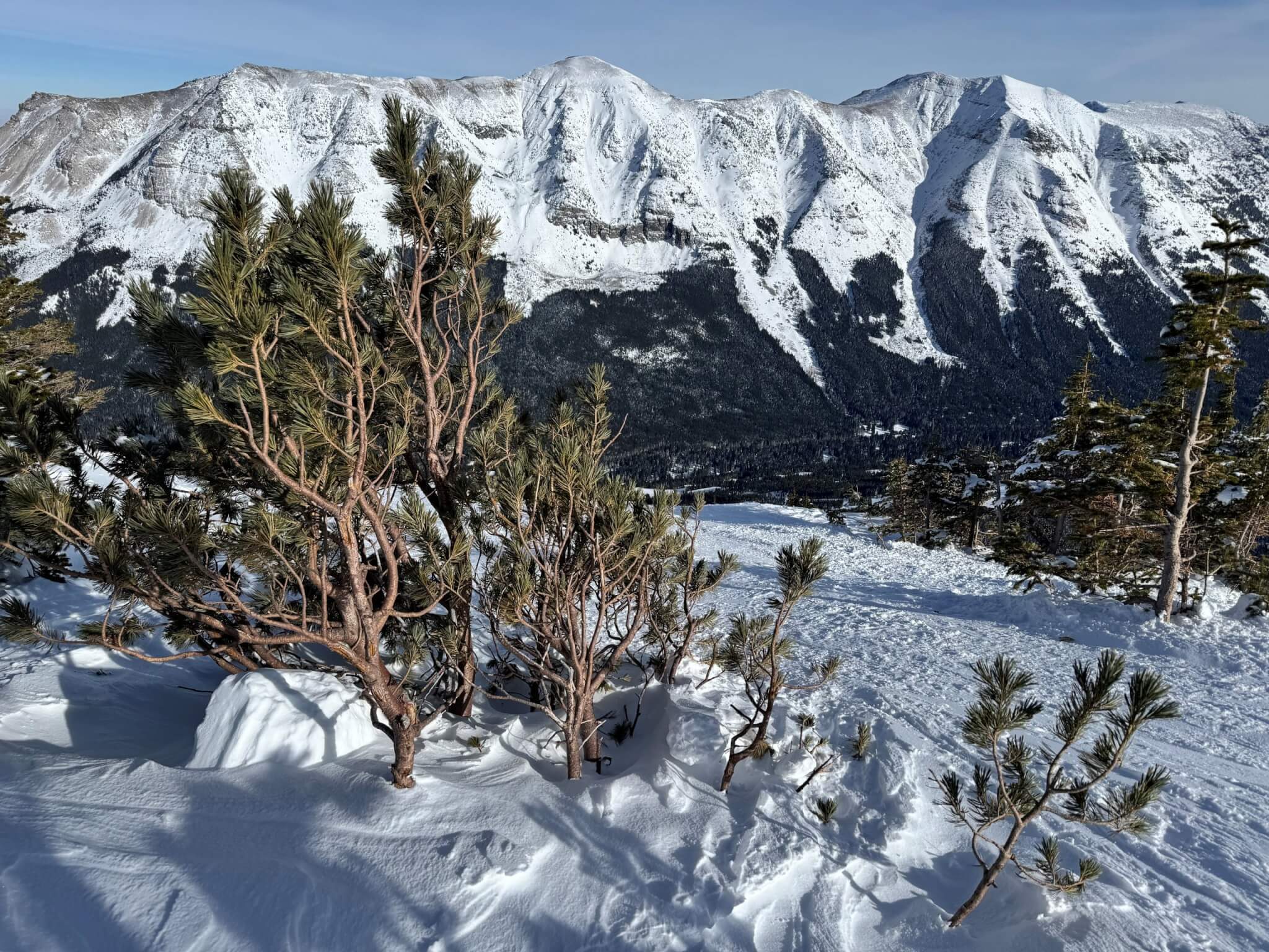 Krummholz Whitebark